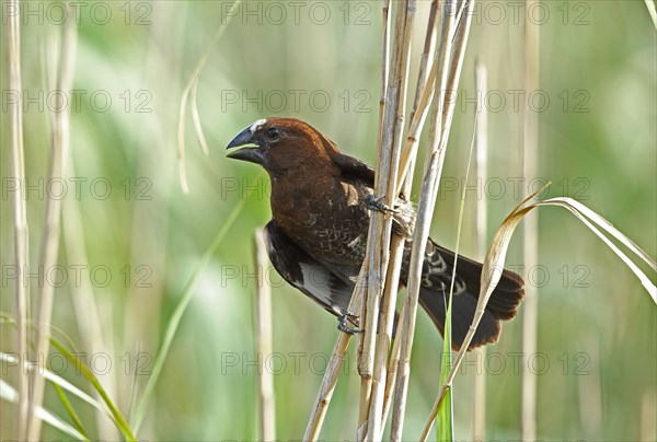 Thick-billed Weaver