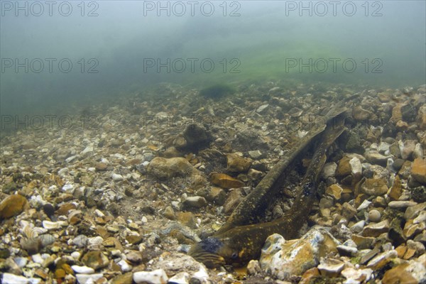 Sea Lamprey