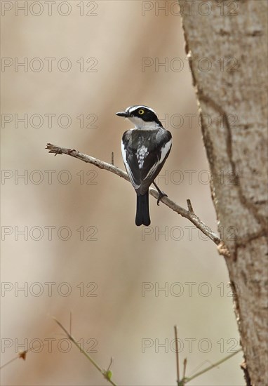 Senegal Flycatcher