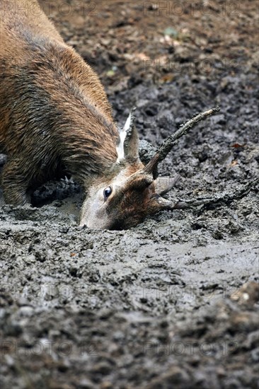 Red deer