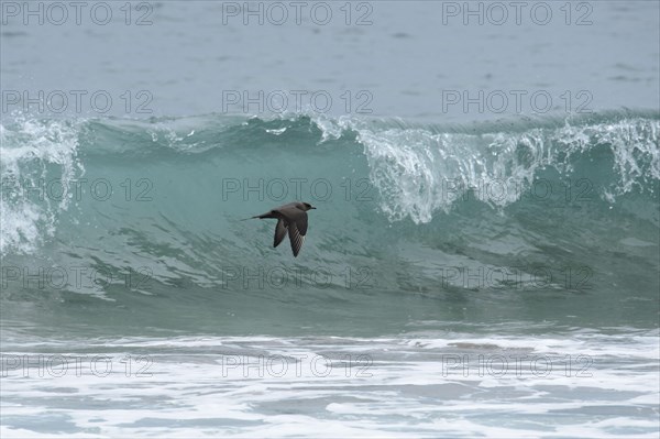 Arctic Skua