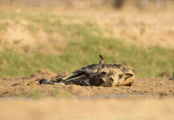 African Wild Dog