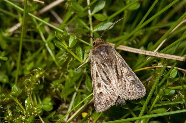 Antler Moth