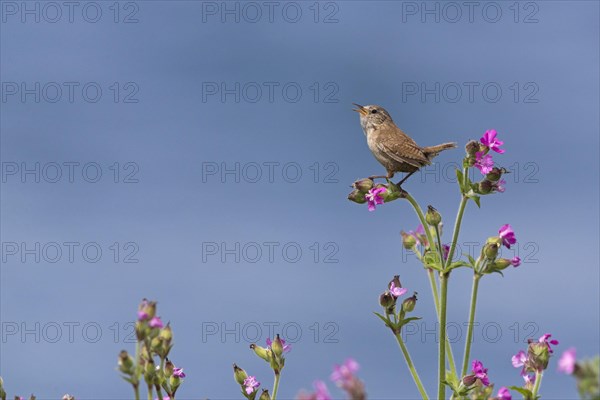 Eurasian eurasian wren