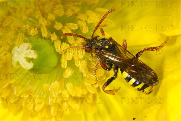 Adult female of a marsham's nomad bee
