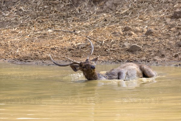 Sambar deer