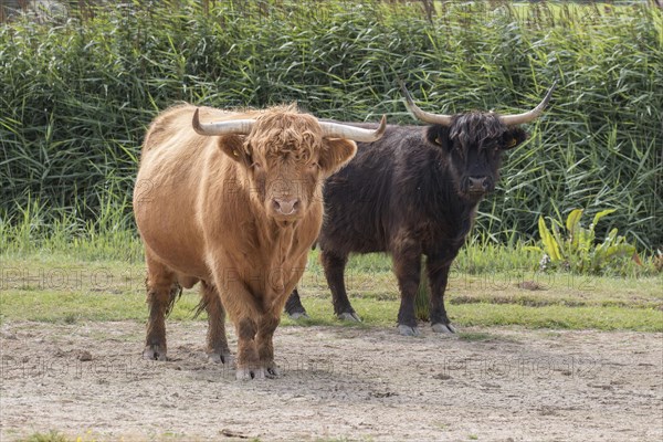 Scottish Highland Cattle