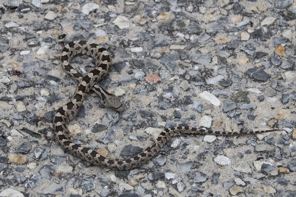 Pantherophis alleghaniensis