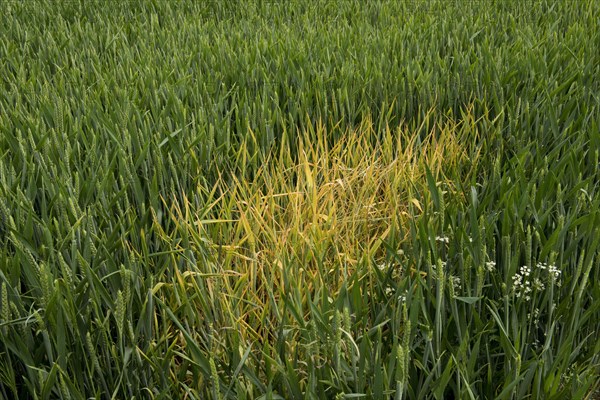 Spot treatment of glyphosate on switchgrass to control localised spots in winter wheat