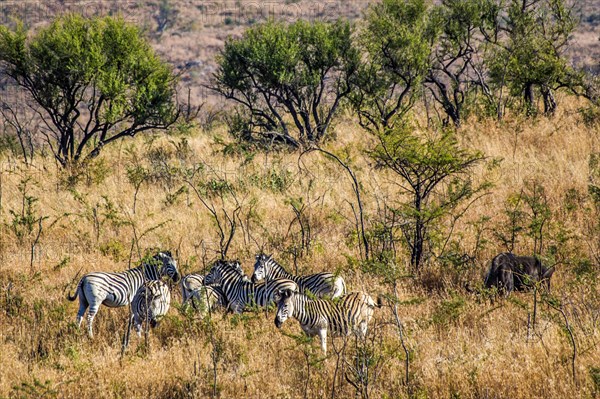 Plains zebras