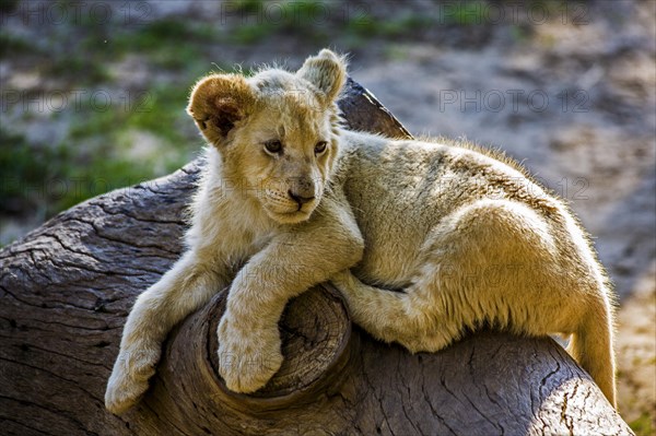 Young white lion