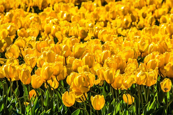 Flowering tulip fields