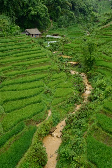 Rice fields