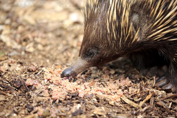 Short-beaked Echidna