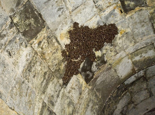 Breeding colony of the lesser mouse-eared bat