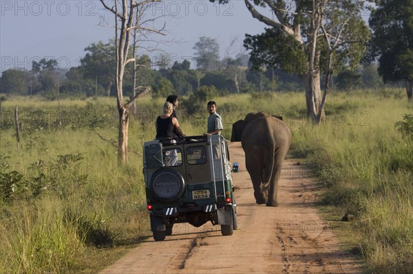 Asian elephant