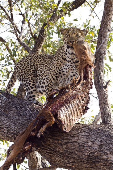 Pardus leopard niche leopards