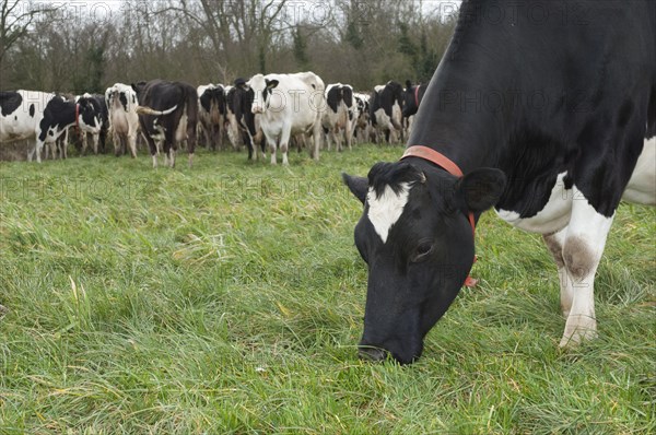 Domestic cattle