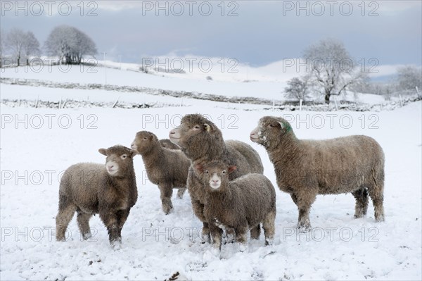 Domestic sheep