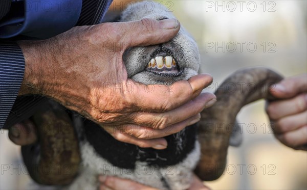 Swaledale Sheep