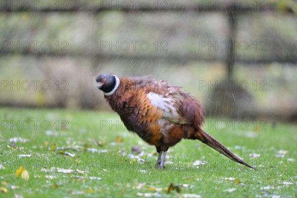 Common pheasant