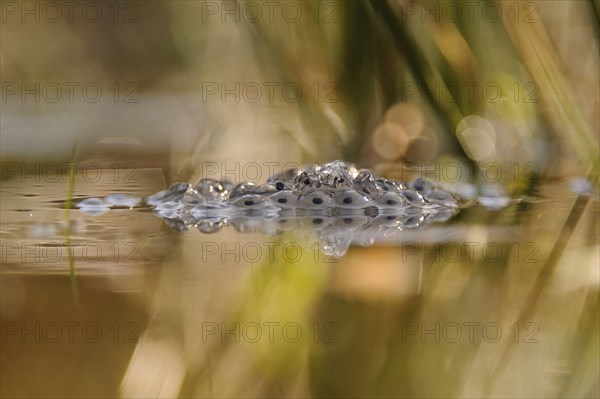 Common Frog