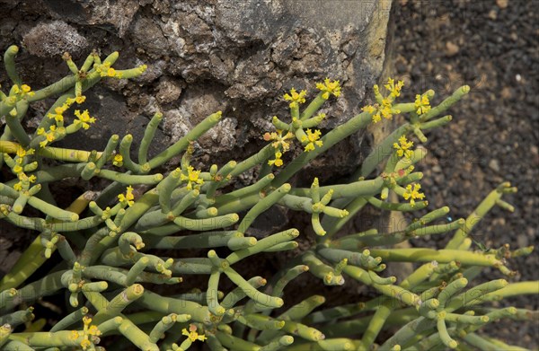 Leafless Spurge