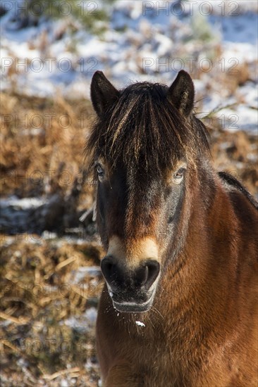 Knettishall Heath is one of Suffolks largest surviving areas of Breckland heath now managed by the Suffolk Wildlife Trust. Exmoor ponies have been introduced to help maintain the more open Breck Heath landscape by grazing young trees which would otherw