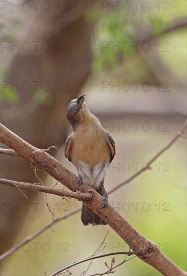 Northern Puffback