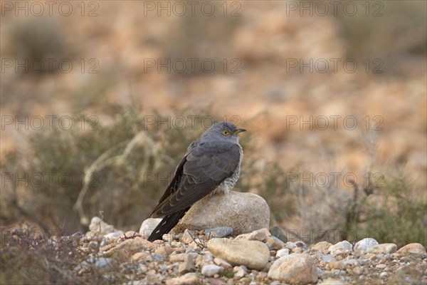 Common Cuckoo