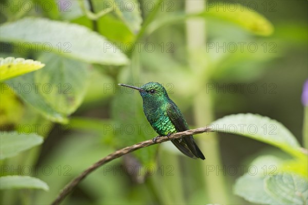 Blue-chinned blue-chinned sapphire