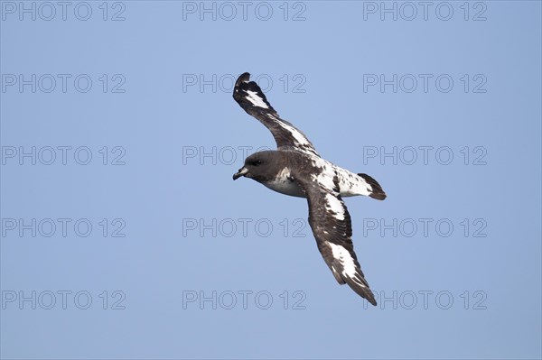 Cape Petrel