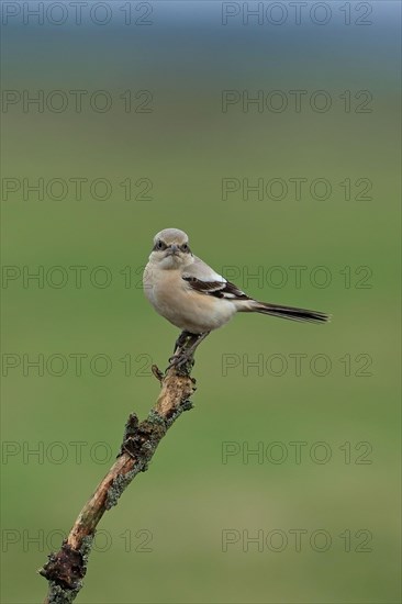 Steppe Grey Shrike