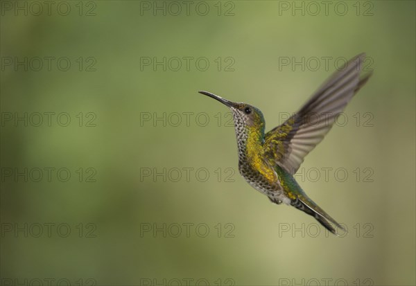 Green-crowned Hummingbird