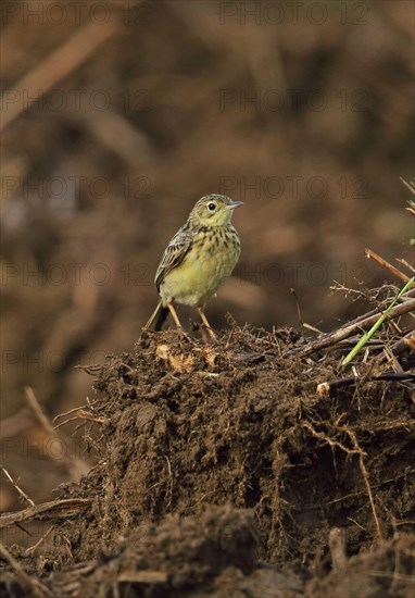 Yellowish Pipit