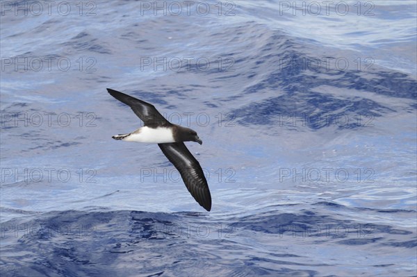 Tahiti petrel