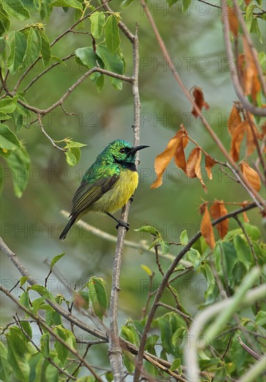 Collared Sunbird