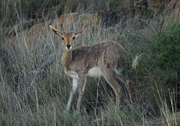 Southern Mountain Reedbuck