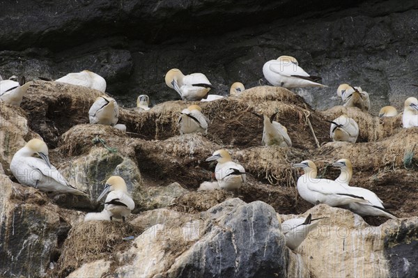 Northern Gannet