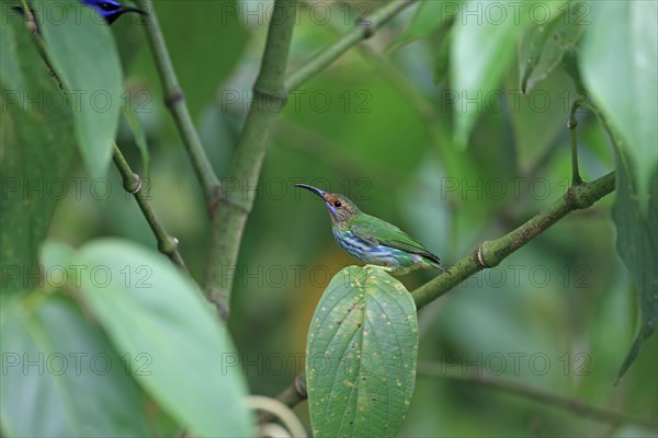 Purple honeycreeper