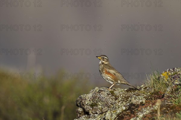 Redwing