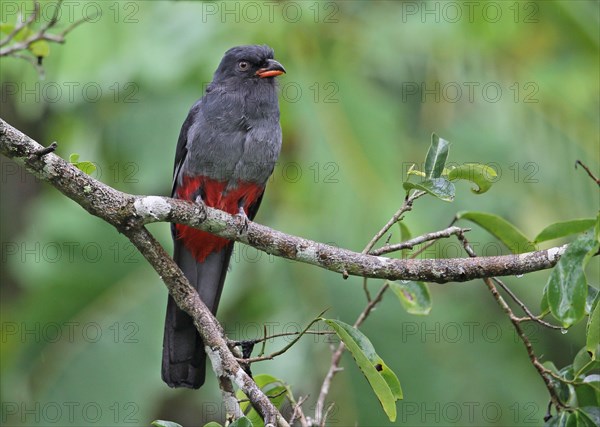 Slaty-tailed Trogon