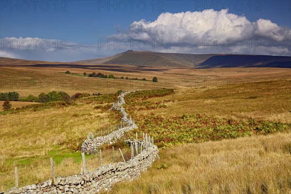 Wire top dry stone wall in upland habitat