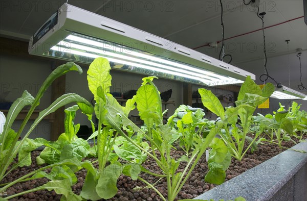 Rocket farming in aquaponics unit