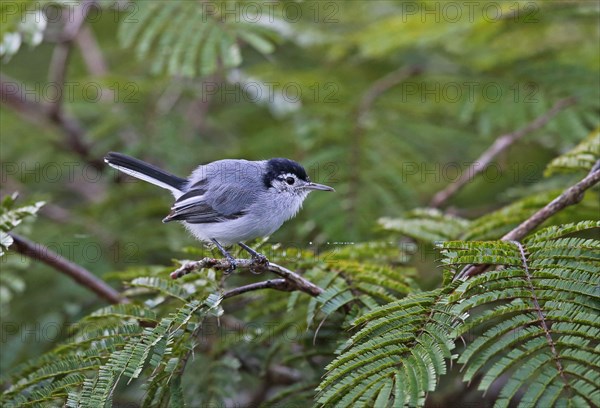 Tropical gnatcatcher