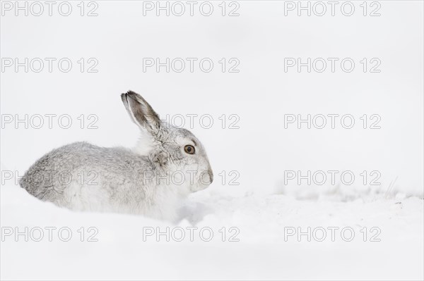 Mountain Hare