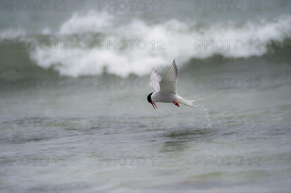 Arctic Tern