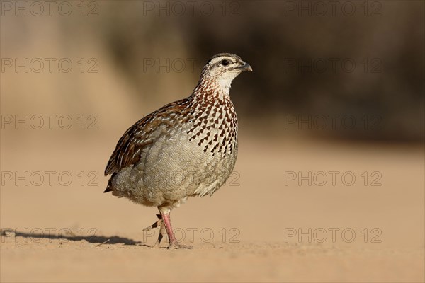 Crested Francolin