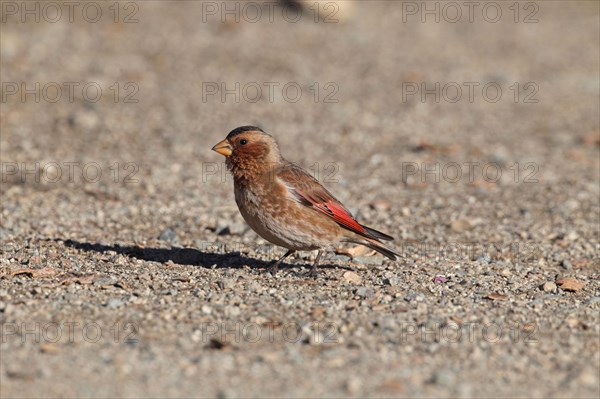 African Crimson-winged Finch