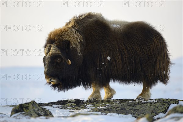 Musk oxes